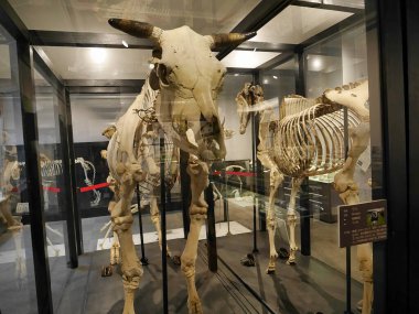 Tarihin tarihi müzesi. Dünyanın en büyük tarihinin tarihi.