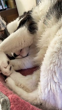 # Kanepede yatan mavi gözlü beyaz ve gri kedi #