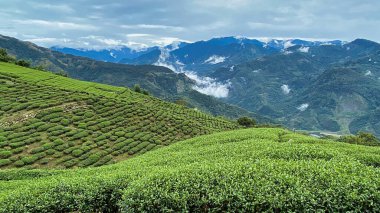 Dağlarda yeşil çay tarlası