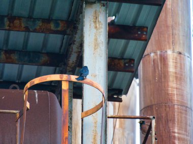 Küçük bir kuş, eski endüstriyel bir yapının altında yıpranmış, paslı bir metal borunun üzerinde oturur..