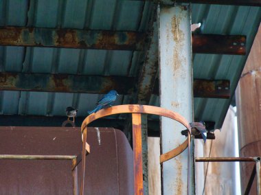 Küçük bir kuş, eski endüstriyel bir yapının altında yıpranmış, paslı bir metal borunun üzerinde oturur..