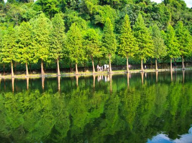 Parlak bir gökyüzünün altında yemyeşil bir göle mükemmel bir şekilde yansıyan uzun ağaçlar..