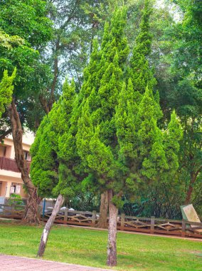 Çimenli yeşil yaprakları olan uzun ağaçlar beyaz binaların yanındaki parkın etrafını sarar..