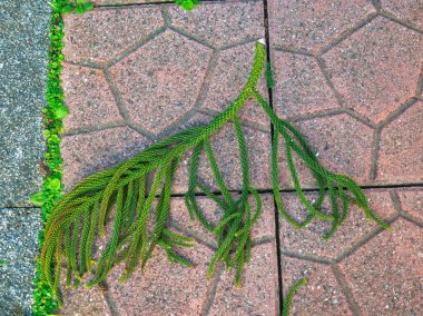 İğne gibi yaprakları olan uzun yeşil bitki dalı pembemsi altıgen döşeme kiremitlerinin üzerinde yatıyor..