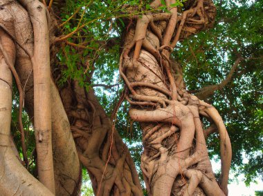 Kalın sarmaşıklarla sarmalanmış iki ağaç gövdesinin detaylı görüntüsü doğal bir bükülme ve doku gösteriyor..