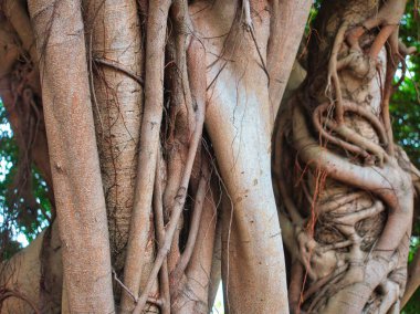 Kalın sarmaşıklarla sarmalanmış iki ağaç gövdesinin detaylı görüntüsü doğal bir bükülme ve doku gösteriyor..