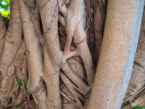 Kalın sarmaşıklarla sarmalanmış iki ağaç gövdesinin detaylı görüntüsü doğal bir bükülme ve doku gösteriyor..