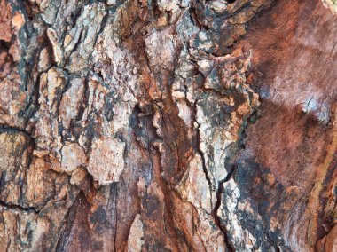 Görünür halkaları, çatlakları ve yıpranmış kabuğu olan eğri büğrü ve yaşlı bir ağaç gövdesinin detaylı dokusu..