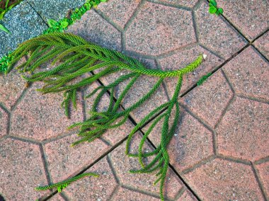 İğne gibi yaprakları olan uzun yeşil bitki dalı pembemsi altıgen döşeme kiremitlerinin üzerinde yatıyor..