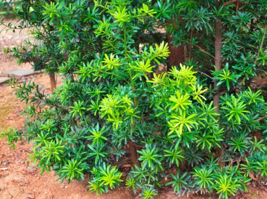 Güçlü bir ağacı çevreleyen canlı yeşil yapraklar, yakınlarda eğimli ahşap bir bank, huzurlu bir bahçe ortamı yaratır..