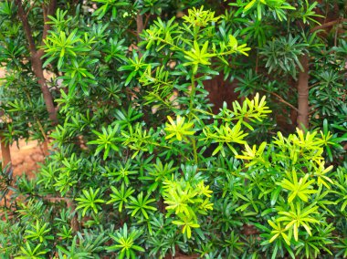 Güçlü bir ağacı çevreleyen canlı yeşil yapraklar, yakınlarda eğimli ahşap bir bank, huzurlu bir bahçe ortamı yaratır..