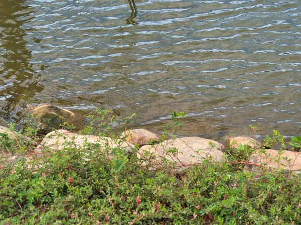 Kayalık bir göl kıyısında, taşların arasında büyüyen yeşil bitkilerle suyun yüzeyinde hafif dalgalanmalar var..