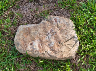 Yeşillik ve taşın doğal dokularını harmanlayan, yemyeşil çimen tarlasına gömülü büyük düz bir taş..