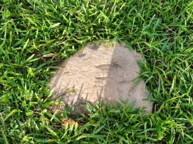 Yeşillik ve taşın doğal dokularını harmanlayan, yemyeşil çimen tarlasına gömülü büyük düz bir taş..