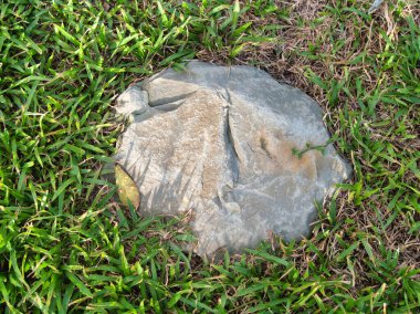 Yeşillik ve taşın doğal dokularını harmanlayan, yemyeşil çimen tarlasına gömülü büyük düz bir taş..