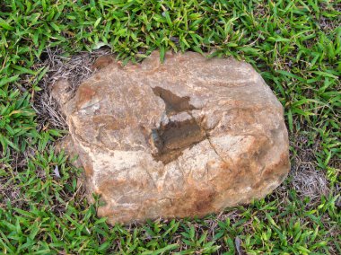 Yeşillik ve taşın doğal dokularını harmanlayan, yemyeşil çimen tarlasına gömülü büyük düz bir taş..