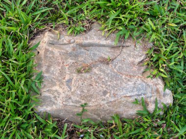 Yeşillik ve taşın doğal dokularını harmanlayan, yemyeşil çimen tarlasına gömülü büyük düz bir taş..