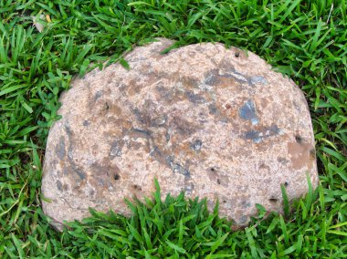 Yeşillik ve taşın doğal dokularını harmanlayan, yemyeşil çimen tarlasına gömülü büyük düz bir taş..