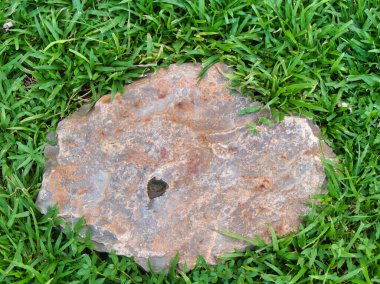 Yeşillik ve taşın doğal dokularını harmanlayan, yemyeşil çimen tarlasına gömülü büyük düz bir taş..