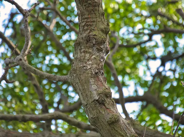 Birbirine dolanmış ağaç dalları, taze yeşil yapraklar ve filizlenen sarmaşıklar, parlak mavi gökyüzüne karşı kurulmuş..