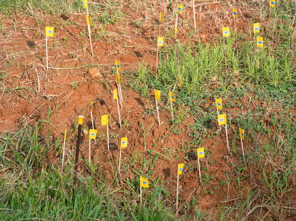 Kırmızı toprağa dikilmiş küçük sarı bayraklar, muhtemelen yeşil çimlerin arasına işaretlenmiş bitkiler ya da araştırma alanları için..