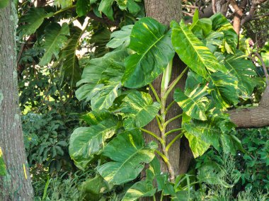 Bir ağaç gövdesinin yanında yetişen, sarı varyasyonlu büyük yeşil yapraklı bir Monstera bitkisinin yakın çekimi..