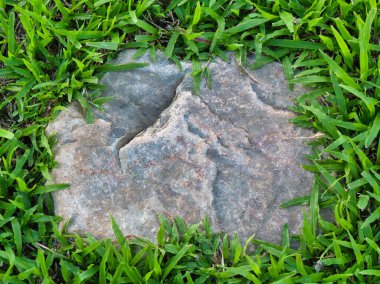 Yeşillik ve taşın doğal dokularını harmanlayan, yemyeşil çimen tarlasına gömülü büyük düz bir taş..