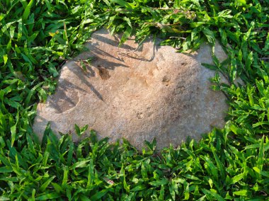 Yeşillik ve taşın doğal dokularını harmanlayan, yemyeşil çimen tarlasına gömülü büyük düz bir taş..