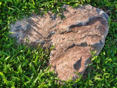 Yeşillik ve taşın doğal dokularını harmanlayan, yemyeşil çimen tarlasına gömülü büyük düz bir taş..