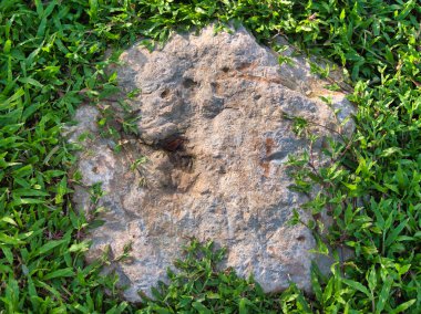 Yeşillik ve taşın doğal dokularını harmanlayan, yemyeşil çimen tarlasına gömülü büyük düz bir taş..