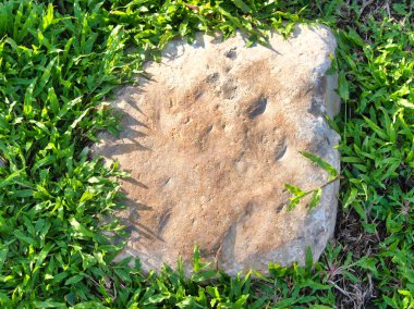 Yeşillik ve taşın doğal dokularını harmanlayan, yemyeşil çimen tarlasına gömülü büyük düz bir taş..