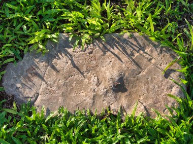 Yeşillik ve taşın doğal dokularını harmanlayan, yemyeşil çimen tarlasına gömülü büyük düz bir taş..