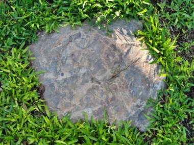 Yeşillik ve taşın doğal dokularını harmanlayan, yemyeşil çimen tarlasına gömülü büyük düz bir taş..