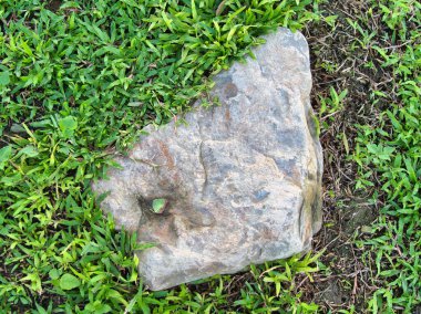 Yeşillik ve taşın doğal dokularını harmanlayan, yemyeşil çimen tarlasına gömülü büyük düz bir taş..