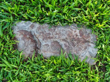 Yeşillik ve taşın doğal dokularını harmanlayan, yemyeşil çimen tarlasına gömülü büyük düz bir taş..