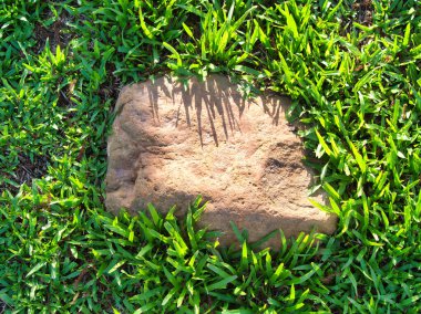 Yeşillik ve taşın doğal dokularını harmanlayan, yemyeşil çimen tarlasına gömülü büyük düz bir taş..