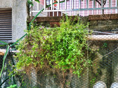 Hassas pembe çiçekleri olan gür yeşil yapraklar beton duvarlar ve metal parmaklıklı bir bina tarafından desteklenen tel örgülerin üzerine dökülüyor..