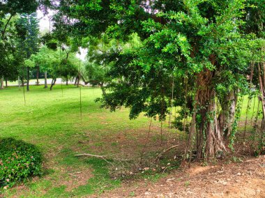 Spacious green park with various types of trees, lush grass, and a path curving through the landscape under a bright, slightly overcast sky. clipart