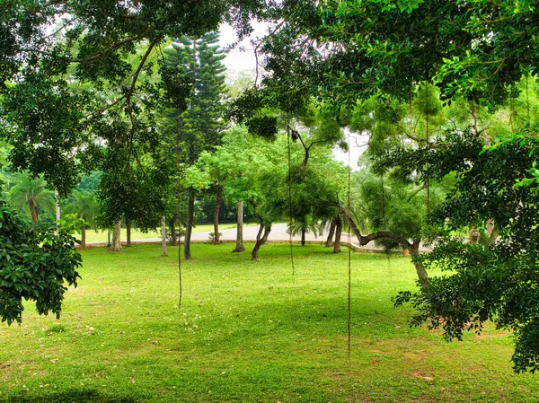 Uçsuz bucaksız yeşil park, çeşitli ağaçlar, yemyeşil çimenler ve parlayan, hafif bulutlu gökyüzü altında kıvrılan bir patika..