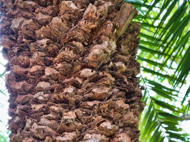 Bir palmiye ağacının gövdesine yakın plan, sert, katmanlı kabuk, toprak kahverengi ve gri tonlarda, dokuyu ve karmaşık doğal desenleri vurguluyor..