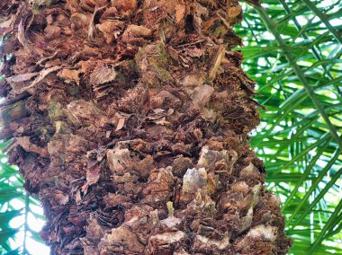Bir palmiye ağacının gövdesine yakın plan, sert, katmanlı kabuk, toprak kahverengi ve gri tonlarda, dokuyu ve karmaşık doğal desenleri vurguluyor..