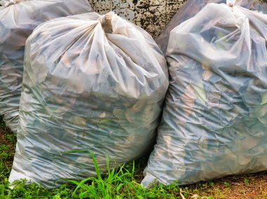 Yapraklarla dolu büyük şeffaf çöp torbaları yıpranmış bir duvarın yanında çimenli zeminde dinleniyor ve dış bakım çabalarını vurguluyor..