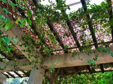 Birbirine dolanmış yeşil ve kahverengi sarmaşıklarla kaplı ahşap kirişlerden oluşan bir kafes, yaprakların arasından süzülen güneş ışığıyla kırsal bir tepe oluşturur..