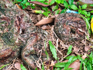 Yeşil çimenler, düşen yapraklar ve dağılmış bitki örtüsü ile çevrili, yerden çıkan düğümlenmiş, dokulu bir ağaç kökü..