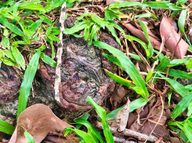 A knotted, textured tree root protrudes from the ground, surrounded by green grass, fallen leaves, and scattered vegetation near a stone surface. clipart