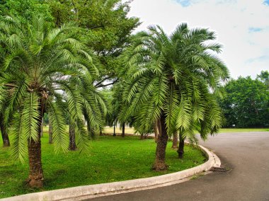 Palm trees with lush, arching fronds stand on a grassy median, bordered by a curved concrete curb and an asphalt roadway under a bright sky. clipart