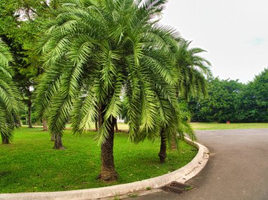 Tomurcukları gür, kavisli palmiye ağaçları çimenli bir medyanın üzerinde, kıvrımlı bir beton kaldırım ve parlak bir gökyüzünün altında asfalt bir yol ile çevrili..