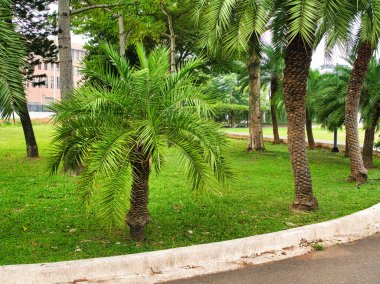 Palm trees with lush, arching fronds stand on a grassy median, bordered by a curved concrete curb and an asphalt roadway under a bright sky. clipart