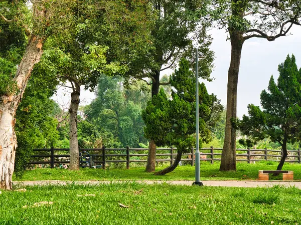 Dağınık banklar ve ahşap bir çitle çevrili çimenli bir parkta geniş dalları olan bir ağaç dimdik ayakta duruyor..