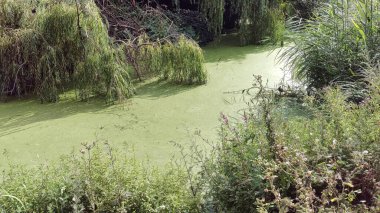 Nehir ve gölü olan güzel bir manzara.